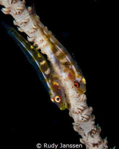 Duo off Wire coral Goby's (Bryaninops yongei) by Rudy Janssen 
